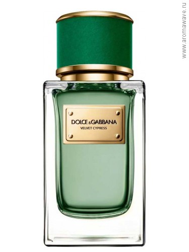 Dolce And Gabbana Velvet Cypress